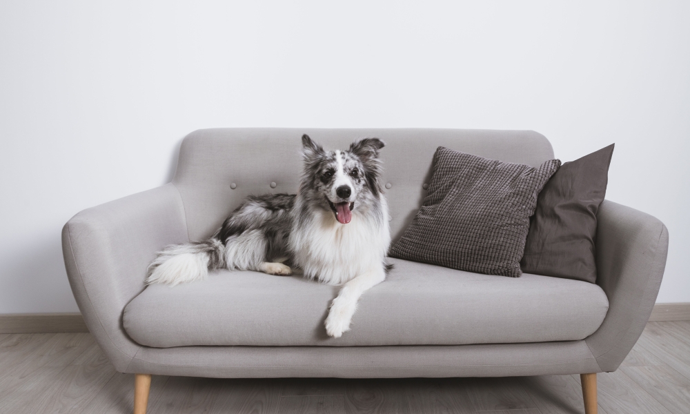 Диван и питомец: как выбрать мебель, которая выдержит всё